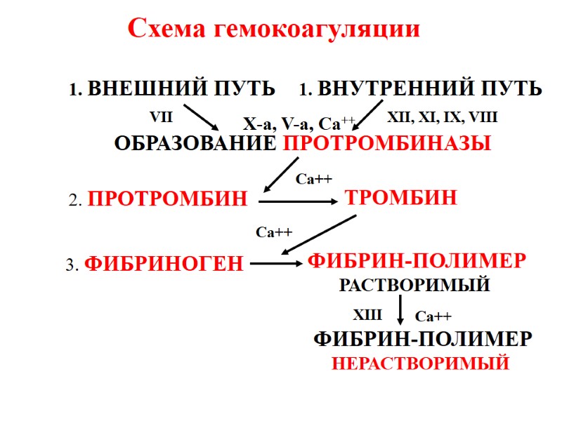 Схема гемокоагуляции 1. ВНЕШНИЙ ПУТЬ 1. ВНУТРЕННИЙ ПУТЬ ОБРАЗОВАНИЕ ПРОТРОМБИНАЗЫ 2. ПРОТРОМБИН ТРОМБИН 3.